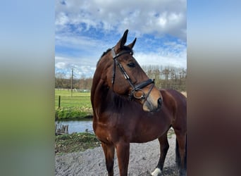 Westfale, Wallach, 12 Jahre, 172 cm, Dunkelbrauner