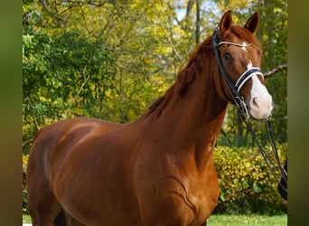 Westfale, Wallach, 12 Jahre, 173 cm, Fuchs