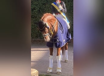 Westfale, Wallach, 12 Jahre, 173 cm, Fuchs