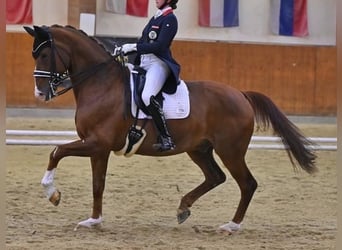 Westfale, Wallach, 12 Jahre, 173 cm, Fuchs
