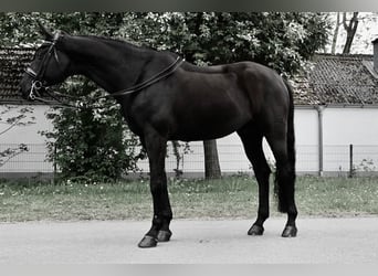 Westfale, Wallach, 12 Jahre, 173 cm, Rappe