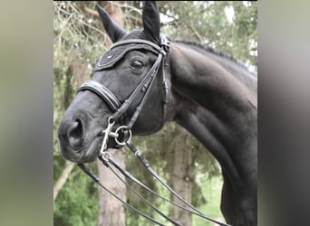 Westfale, Wallach, 12 Jahre, 173 cm, Rappe