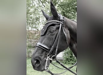 Westfale, Wallach, 12 Jahre, 173 cm, Rappe