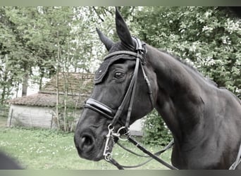 Westfale, Wallach, 12 Jahre, 173 cm, Rappe