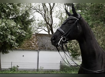 Westfale, Wallach, 12 Jahre, 173 cm, Rappe