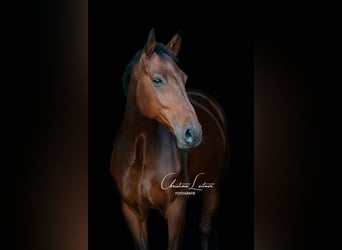 Westfale, Wallach, 12 Jahre, 175 cm, Brauner