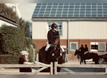 Westfale, Wallach, 12 Jahre, 175 cm, Dunkelbrauner