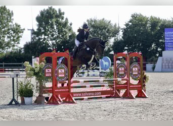 Westfale, Wallach, 12 Jahre, 175 cm, Dunkelbrauner