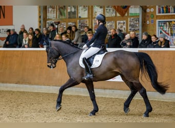 Westfale, Wallach, 12 Jahre, 175 cm, Dunkelbrauner