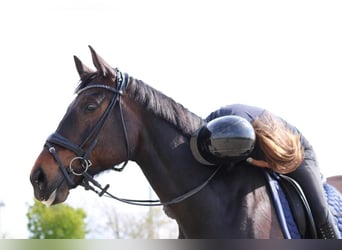 Westfale, Wallach, 12 Jahre, 175 cm, Dunkelbrauner