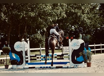 Westfale, Wallach, 12 Jahre, 175 cm, Dunkelbrauner