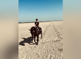 Westfale, Wallach, 12 Jahre, 175 cm, Dunkelbrauner