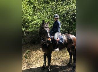 Westfale, Wallach, 12 Jahre, 175 cm, Dunkelbrauner
