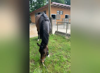 Westfale, Wallach, 12 Jahre, 176 cm, Brauner