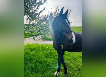 Westfale, Wallach, 12 Jahre, 179 cm, Dunkelbrauner