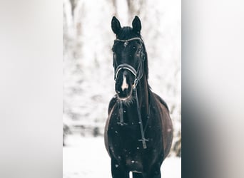 Westfale, Wallach, 12 Jahre, 179 cm, Rappe