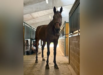 Westfale, Wallach, 12 Jahre, 185 cm, Brauner