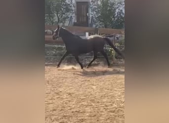 Westfale, Wallach, 13 Jahre, 148 cm, Rappe