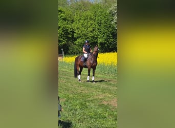 Westfale, Wallach, 13 Jahre, 165 cm, Brauner