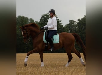 Westfale, Wallach, 13 Jahre, 167 cm, Fuchs