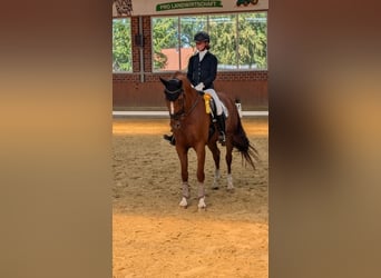 Westfale, Wallach, 13 Jahre, 167 cm, Fuchs