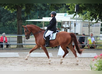 Westfale, Wallach, 13 Jahre, 167 cm, Fuchs