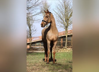 Westfale, Wallach, 13 Jahre, 168 cm, Dunkelfuchs