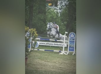 Westfale, Wallach, 13 Jahre, 168 cm, Schimmel