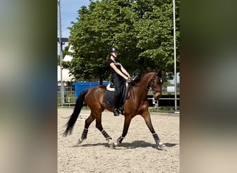 Westfale, Wallach, 13 Jahre, 170 cm, Brauner