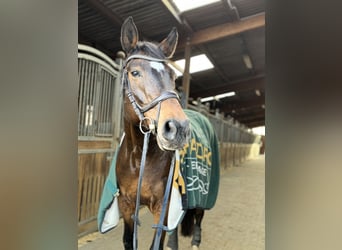 Westfale, Wallach, 13 Jahre, 170 cm, Brauner