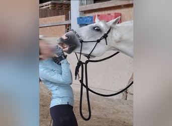 Westfale, Wallach, 13 Jahre, 170 cm, Fliegenschimmel