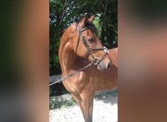 Westfale, Wallach, 13 Jahre, 172 cm, Brauner