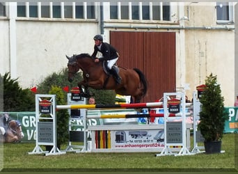 Westfale, Wallach, 13 Jahre, 172 cm, Brauner