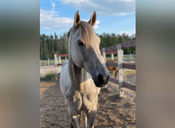 Westfale, Wallach, 13 Jahre, 172 cm, Schimmel