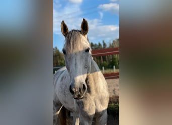 Westfale, Wallach, 13 Jahre, 172 cm, Schimmel
