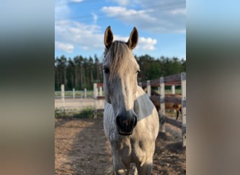 Westfale, Wallach, 13 Jahre, 172 cm, Schimmel
