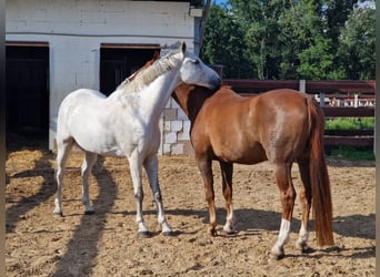 Westfale, Wallach, 13 Jahre, 172 cm, Schimmel