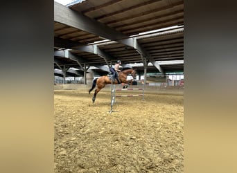 Westfale, Wallach, 13 Jahre, 174 cm, Brauner