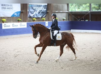 Westfale, Wallach, 13 Jahre, 174 cm, Fuchs