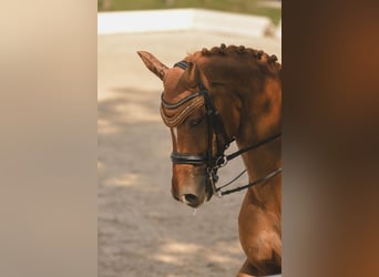 Westfale, Wallach, 13 Jahre, 174 cm, Fuchs