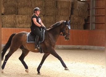 Westfale, Wallach, 13 Jahre, 175 cm, Brauner