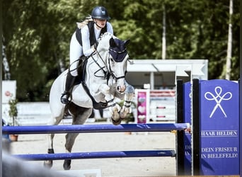 Westfale, Wallach, 13 Jahre, 175 cm, Schimmel