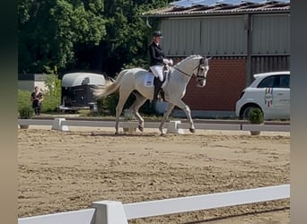 Westfale, Wallach, 13 Jahre, 175 cm, Schimmel