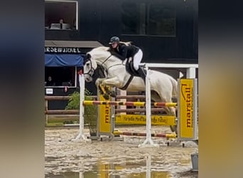 Westfale, Wallach, 13 Jahre, 175 cm, Schimmel