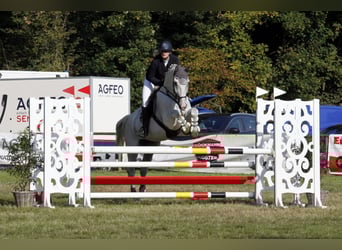 Westfale, Wallach, 13 Jahre, 175 cm, Schimmel