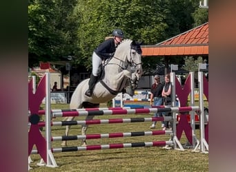 Westfale, Wallach, 13 Jahre, 175 cm, Schimmel