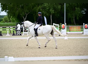 Westfale, Wallach, 13 Jahre, 175 cm, Schimmel