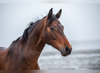 Westfale, Wallach, 13 Jahre, 177 cm, Dunkelbrauner