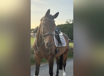 Westfale, Wallach, 13 Jahre, 180 cm, Dunkelbrauner