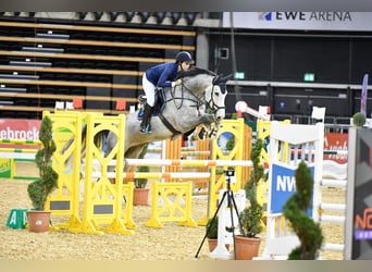Westfale, Wallach, 13 Jahre, 180 cm, Schimmel
